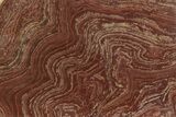 Polished, Neoproterozoic Stromatolite (Conophyton) - Morocco #350895-1